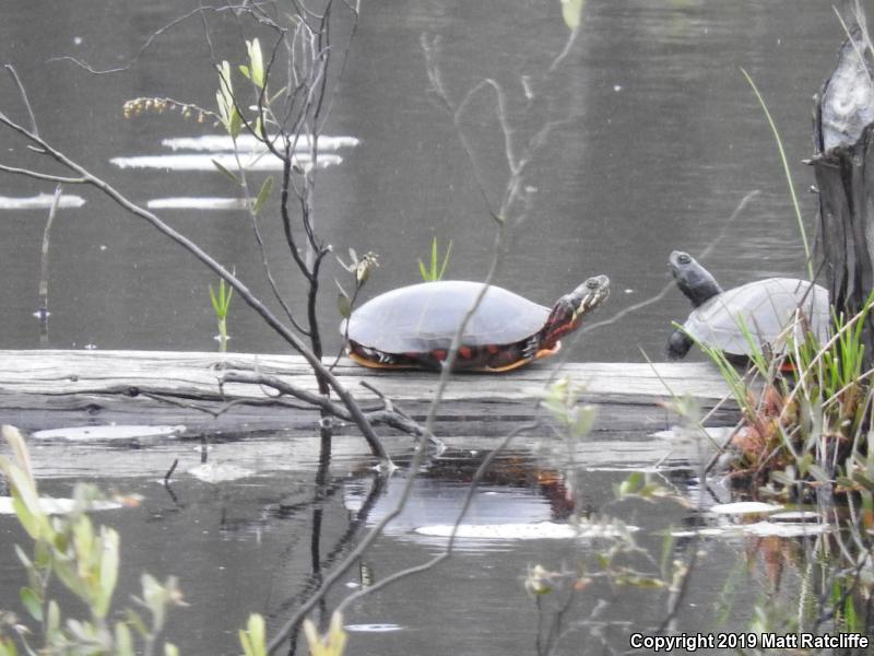 Eastern Painted Turtle (Chrysemys picta picta)