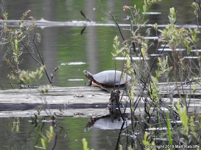 Eastern Painted Turtle (Chrysemys picta picta)