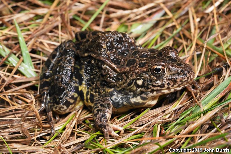 Northern Crawfish Frog (Lithobates areolatus circulosus)