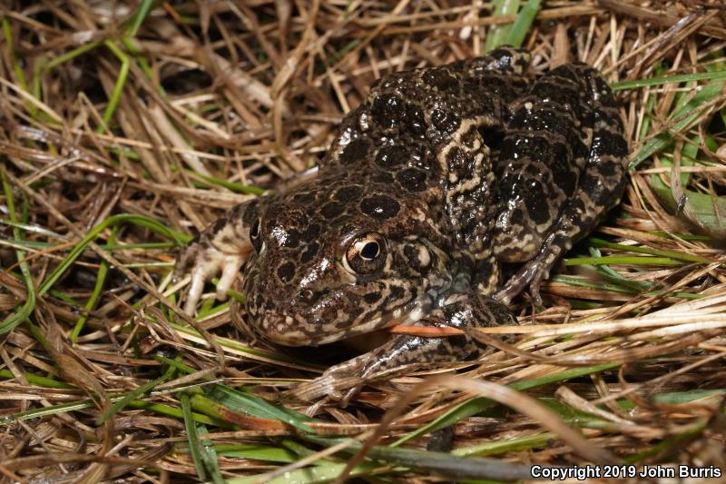 Northern Crawfish Frog (Lithobates areolatus circulosus)