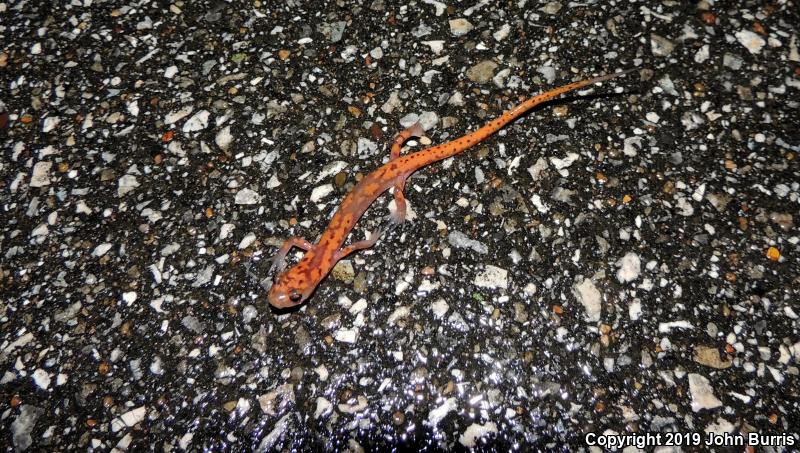 Cave Salamander (Eurycea lucifuga)