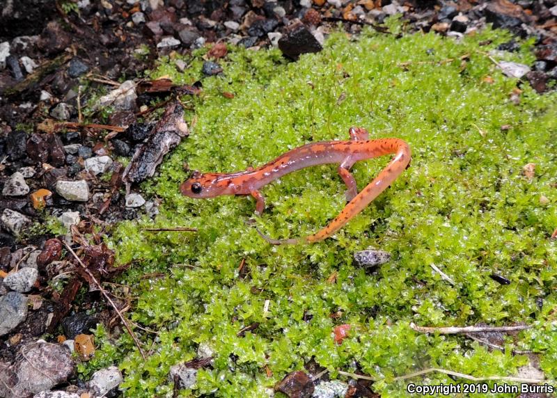 Cave Salamander (Eurycea lucifuga)