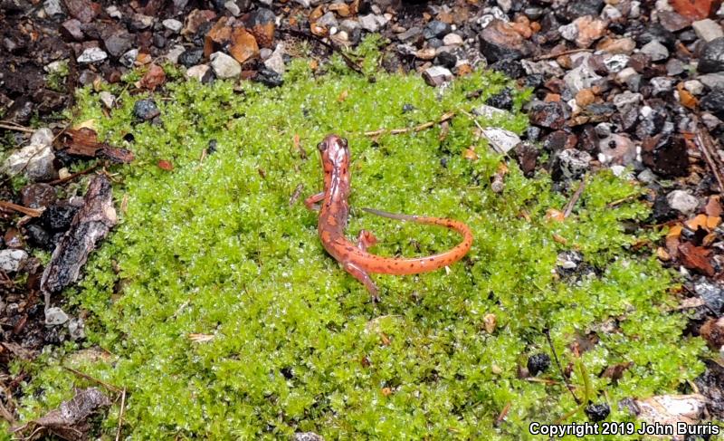 Cave Salamander (Eurycea lucifuga)