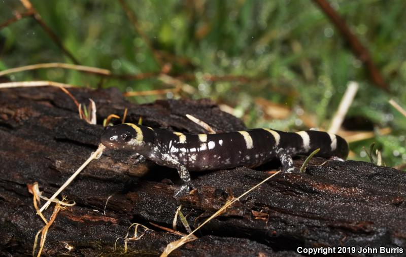 Ringed Salamander (Ambystoma annulatum)