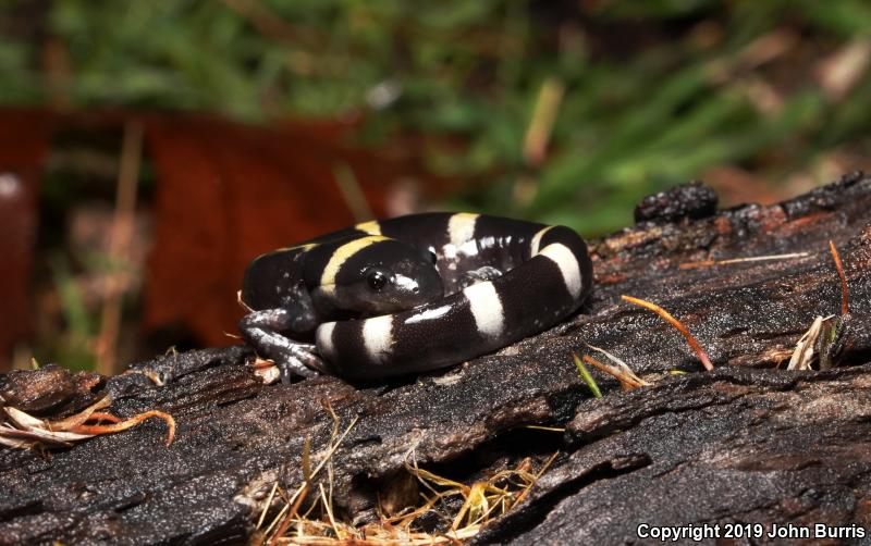 Ringed Salamander (Ambystoma annulatum)