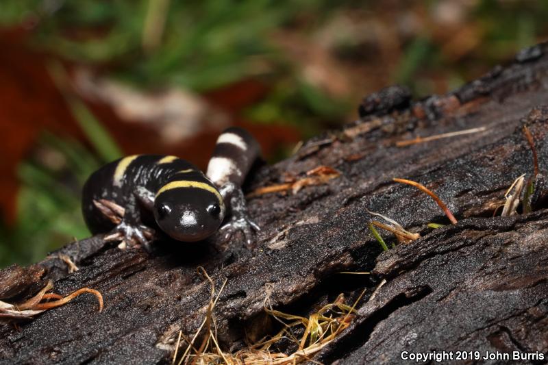 Ringed Salamander (Ambystoma annulatum)