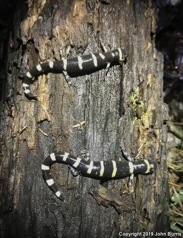 Ringed Salamander (Ambystoma annulatum)