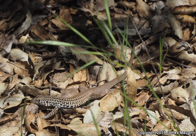 California Whiptail (Aspidoscelis tigris munda)