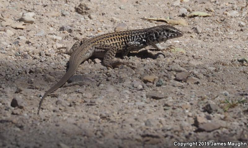 California Whiptail (Aspidoscelis tigris munda)