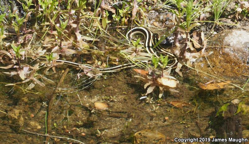 Valley Gartersnake (Thamnophis sirtalis fitchi)