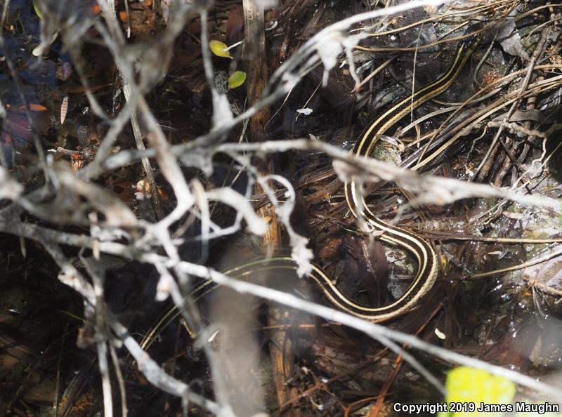 Valley Gartersnake (Thamnophis sirtalis fitchi)