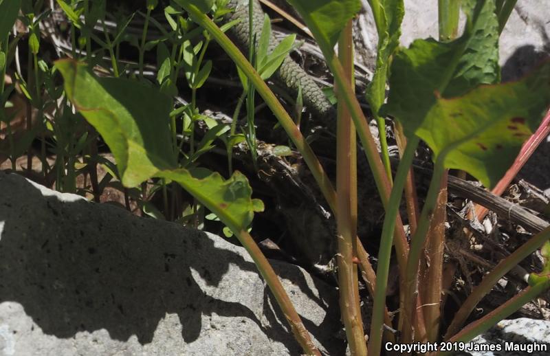 Gilbert's Skink (Plestiodon gilberti)