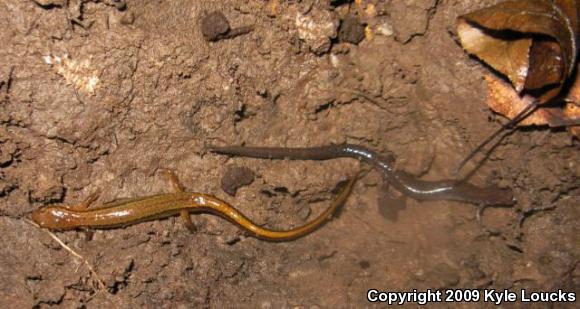 Eastern Red-backed Salamander (Plethodon cinereus)