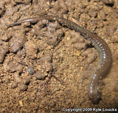 Eastern Red-backed Salamander (Plethodon cinereus)