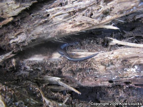 Eastern Red-backed Salamander (Plethodon cinereus)