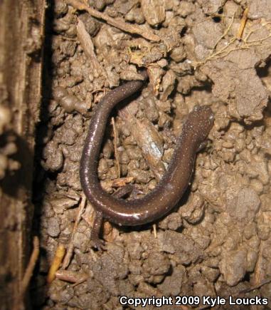 Eastern Red-backed Salamander (Plethodon cinereus)