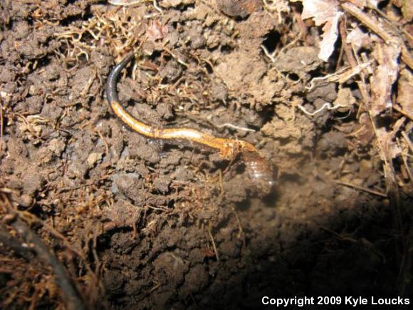 Eastern Red-backed Salamander (Plethodon cinereus)