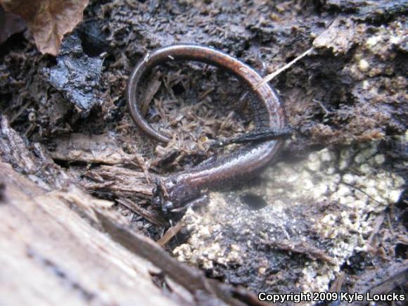 Eastern Red-backed Salamander (Plethodon cinereus)