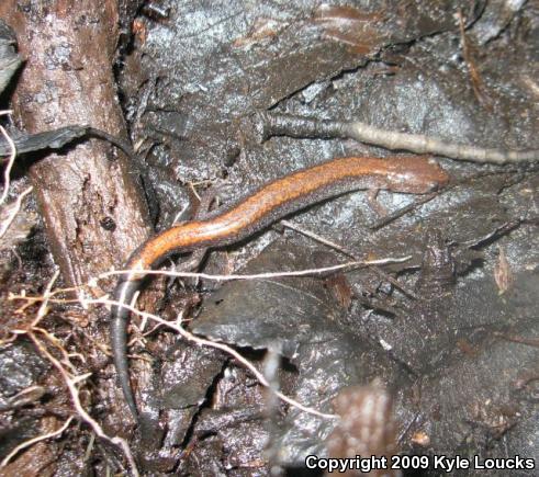 Eastern Red-backed Salamander (Plethodon cinereus)