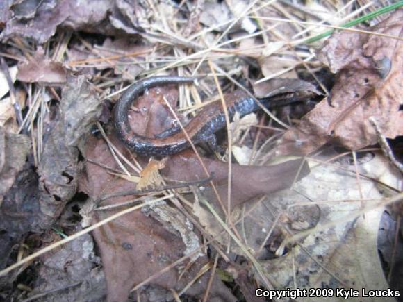 Eastern Red-backed Salamander (Plethodon cinereus)