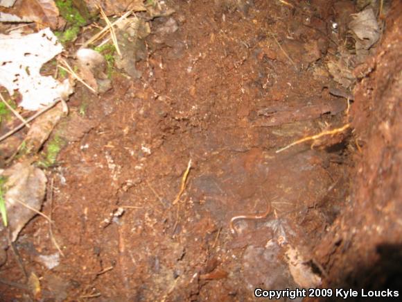 Eastern Red-backed Salamander (Plethodon cinereus)