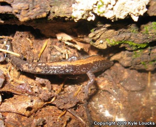 Eastern Red-backed Salamander (Plethodon cinereus)