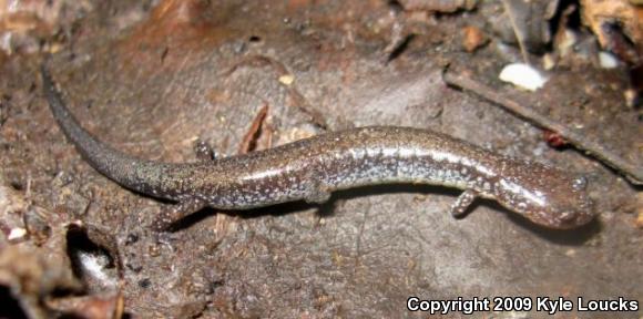 Eastern Red-backed Salamander (Plethodon cinereus)