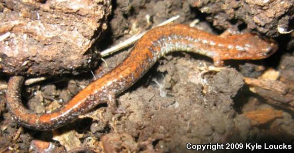 Eastern Red-backed Salamander (Plethodon cinereus)