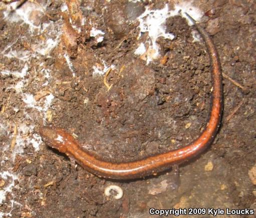 Eastern Red-backed Salamander (Plethodon cinereus)