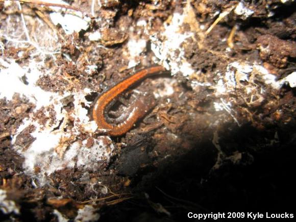 Eastern Red-backed Salamander (Plethodon cinereus)