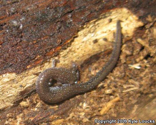 Eastern Red-backed Salamander (Plethodon cinereus)