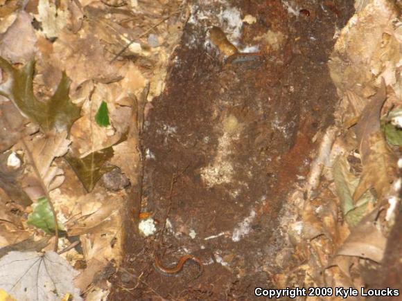 Eastern Red-backed Salamander (Plethodon cinereus)