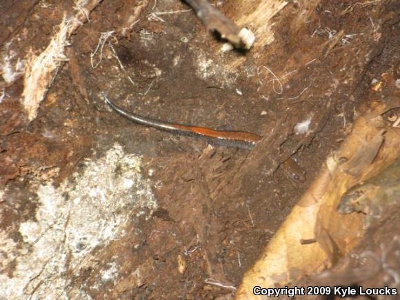 Eastern Red-backed Salamander (Plethodon cinereus)