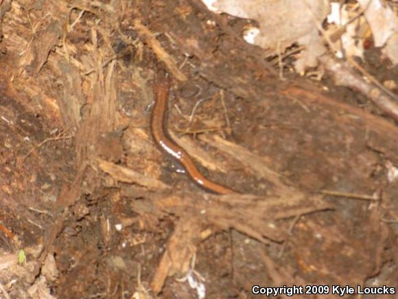 Eastern Red-backed Salamander (Plethodon cinereus)