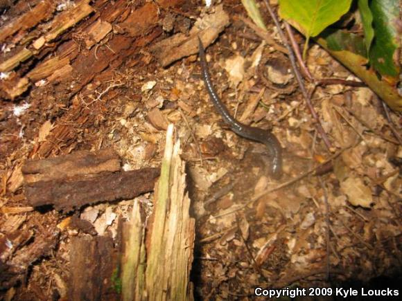 Eastern Red-backed Salamander (Plethodon cinereus)