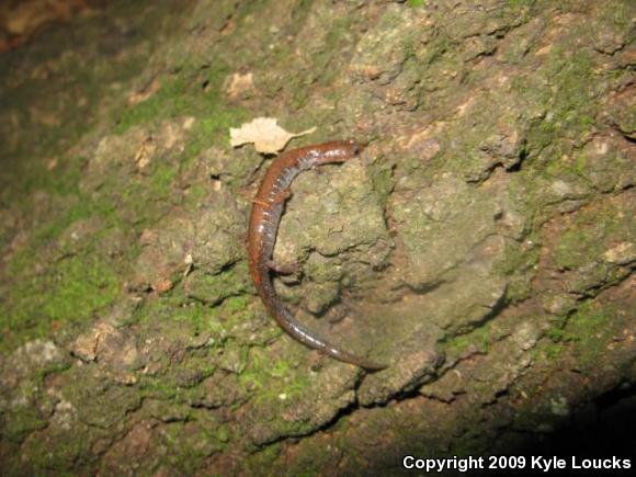 Eastern Red-backed Salamander (Plethodon cinereus)