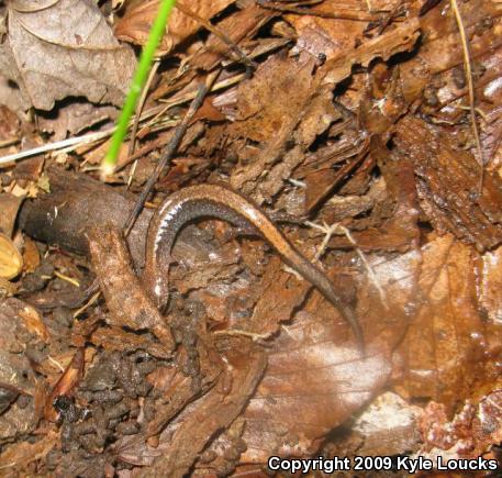 Eastern Red-backed Salamander (Plethodon cinereus)