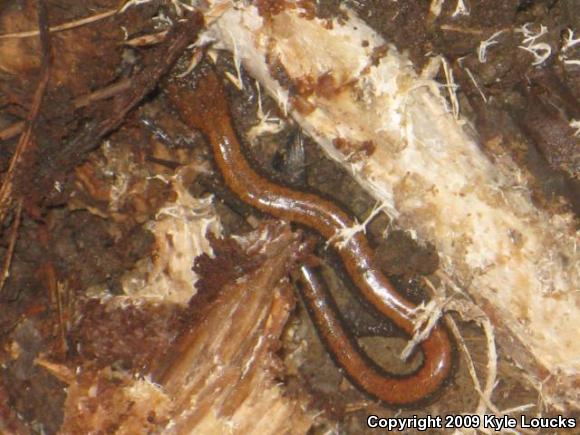 Eastern Red-backed Salamander (Plethodon cinereus)