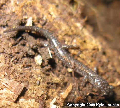 Eastern Red-backed Salamander (Plethodon cinereus)