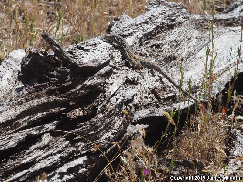 California Whiptail (Aspidoscelis tigris munda)