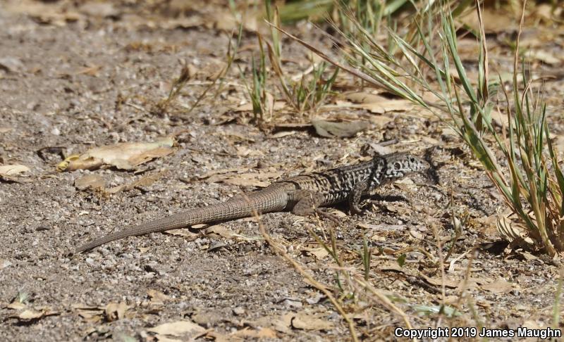 California Whiptail (Aspidoscelis tigris munda)