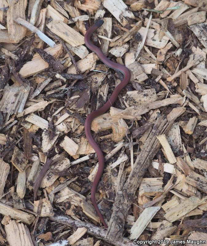 Forest Sharp-tailed Snake (Contia longicaudae)