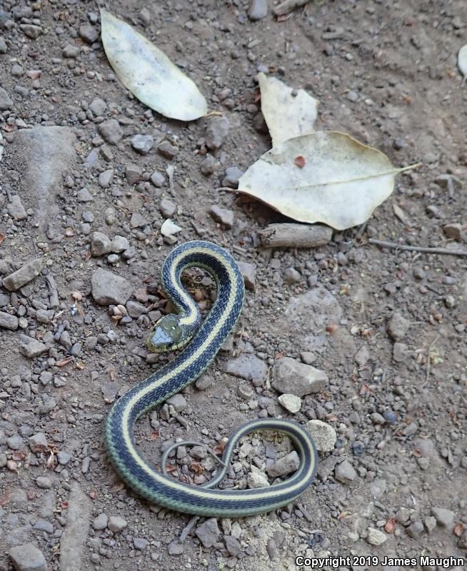 Santa Cruz Gartersnake (Thamnophis atratus atratus)