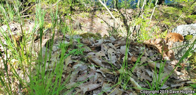 Northern  Copperhead (Agkistrodon contortrix mokasen)