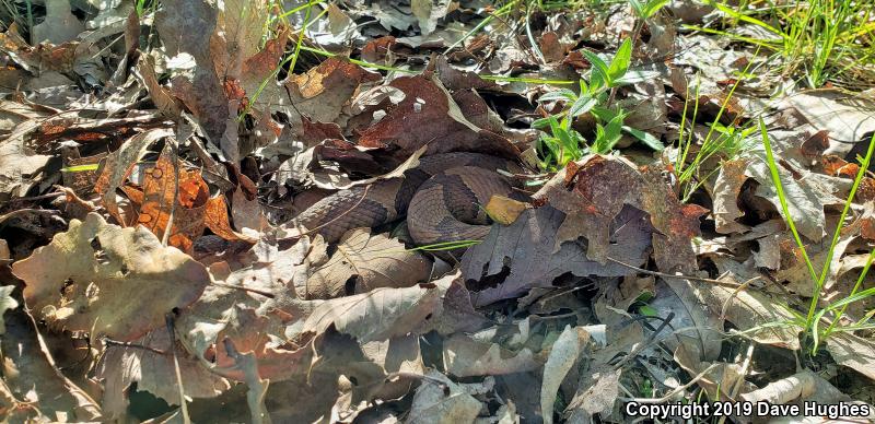 Northern  Copperhead (Agkistrodon contortrix mokasen)