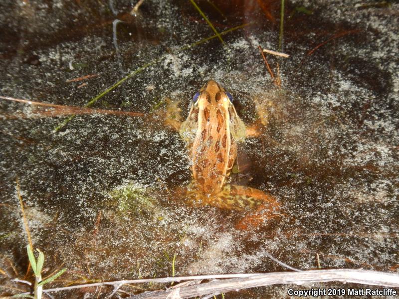 Southern Leopard Frog (Lithobates sphenocephalus utricularius)