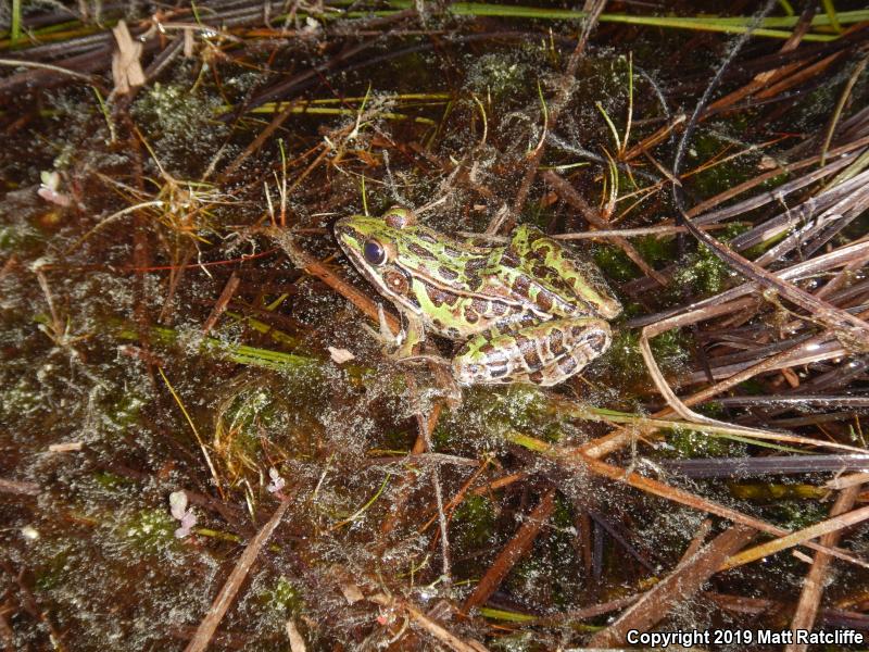 Southern Leopard Frog (Lithobates sphenocephalus utricularius)