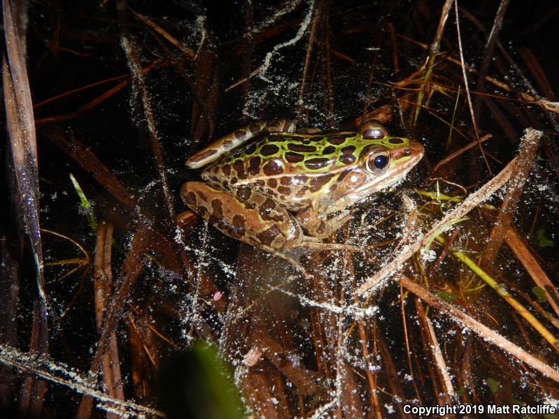 Southern Leopard Frog (Lithobates sphenocephalus utricularius)