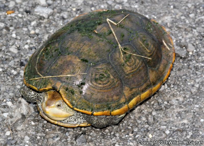 Mississippi Diamond-backed Terrapin (Malaclemys terrapin pileata)