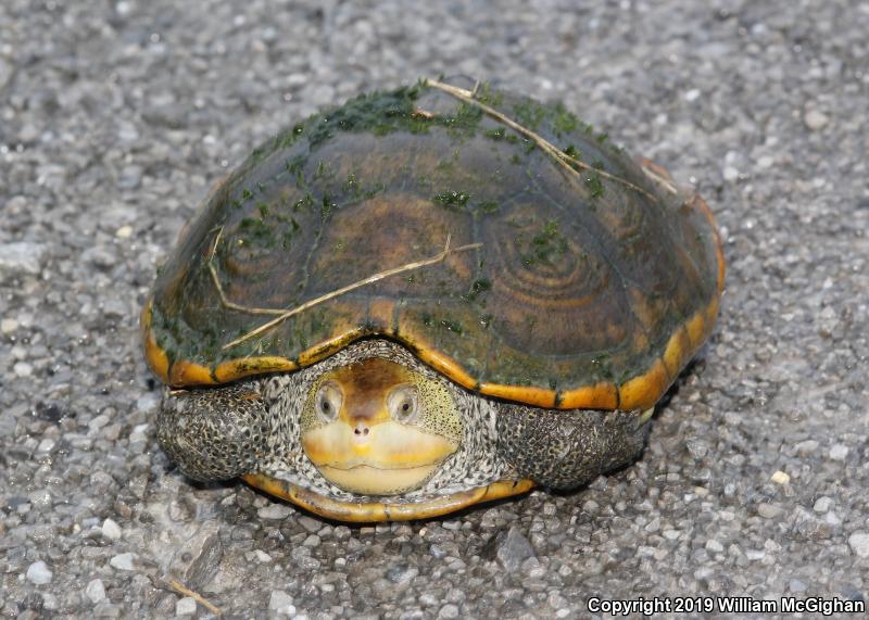 Mississippi Diamond-backed Terrapin (Malaclemys terrapin pileata)